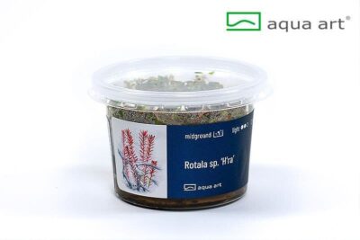 Rotala sp. 'H'ra' Aqua Art In-vitro