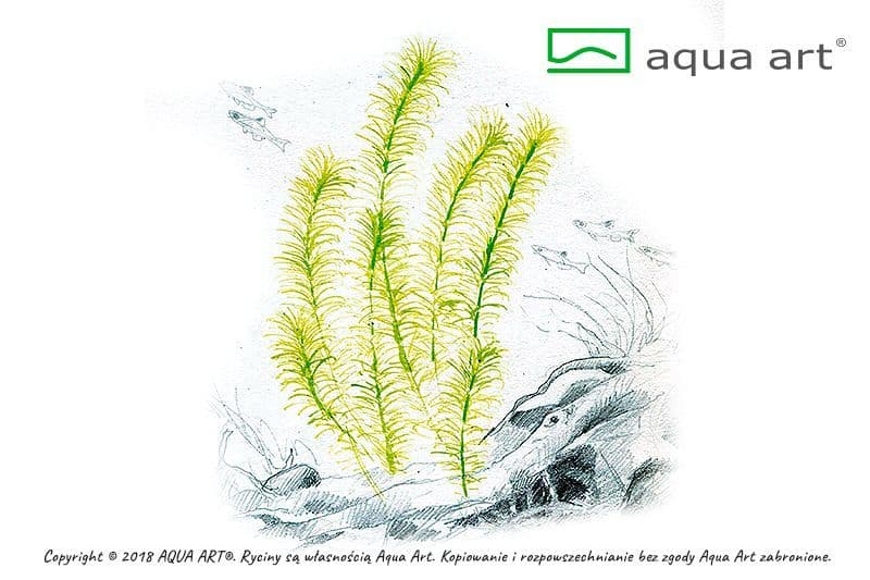 Rotala sp. ‘Nanjenshan’ – Aqua Art In-vitro