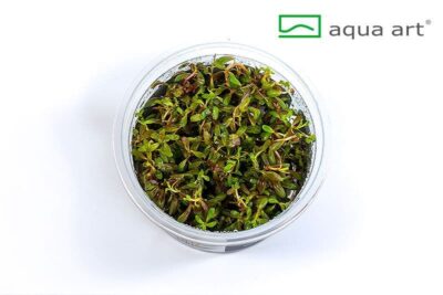 Rotala sp. 'Pearl' - Aqua Art In-vitro