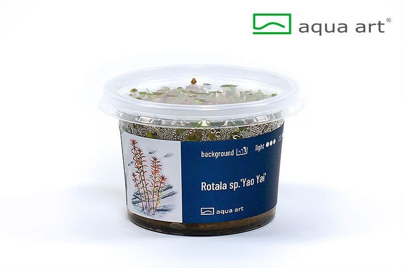 Rotala sp. ‘Pearl’ – Aqua Art In-vitro