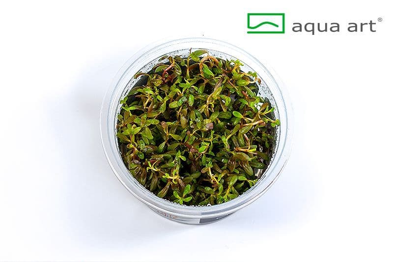 Rotala sp. ‘Yao Yai’ – Aqua Art In-Vitro