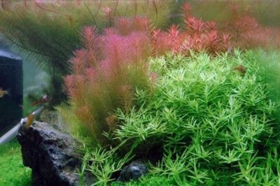 Rotala wallichii - 1.2.Grow!