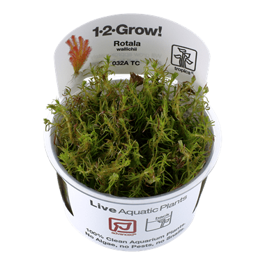 Rotala wallichii - 1.2.Grow!