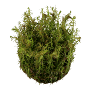 Rotala wallichii - 1.2.Grow!