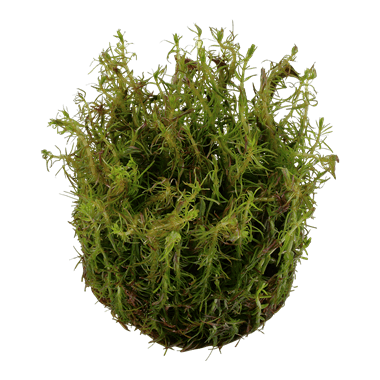 Rotala wallichii - 1.2.Grow!