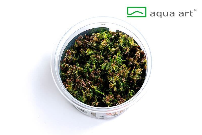 Rotala wallichii – Aqua Art In-vitro