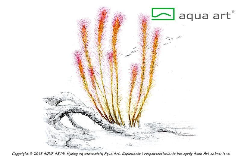 Rotala wallichii – Aqua Art In-vitro