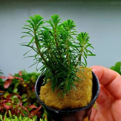 Rotala wallichii - Potted