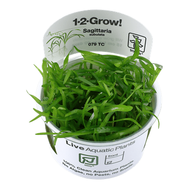 Sagittaria subulata - 1.2.Grow!