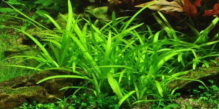 Sagittaria subulata – Potted