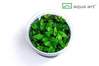 Staurogyne repens - Aqua Art In-vitro