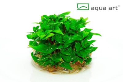 Staurogyne repens - Aqua Art In-vitro