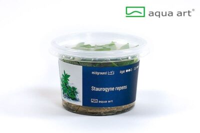 Staurogyne repens - Aqua Art In-vitro