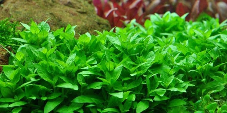 Staurogyne repens – Tropica Potted