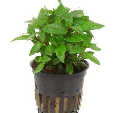 Staurogyne repens - Tropica Potted