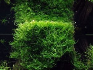 Taxiphyllum barbieri 1.2.Grow!