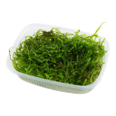 Taxiphyllum barbieri - Portion