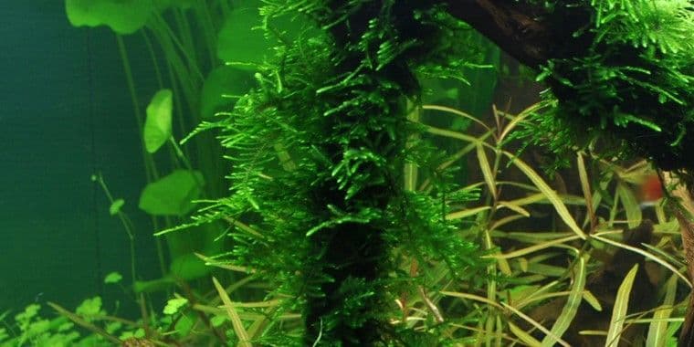 Taxiphyllum ‘Spiky’ Moss – Portion