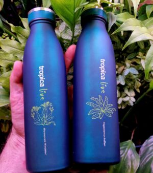 Tropica Live Water Bottle - Microsorum windelov