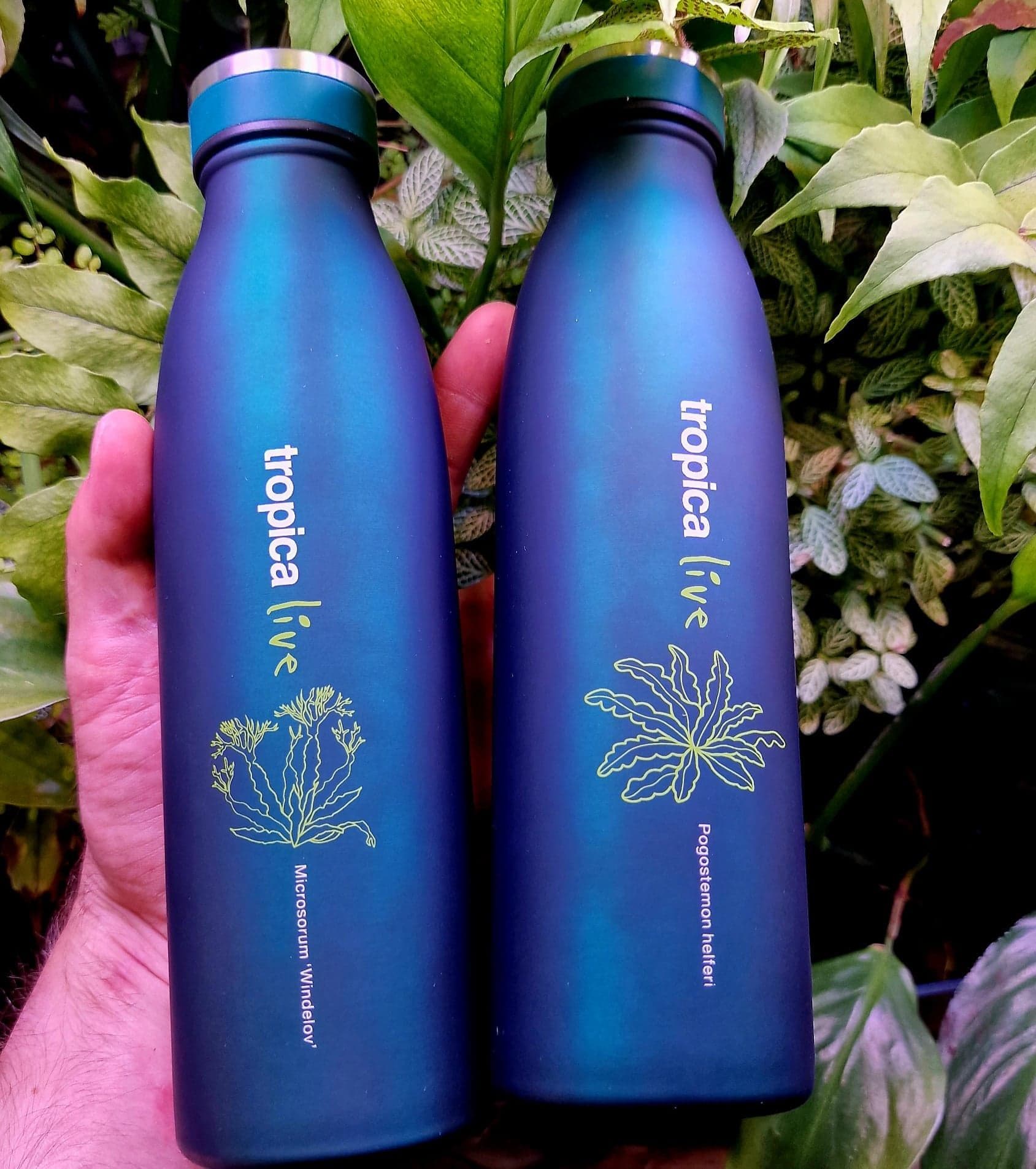 Tropica Live Water Bottle – Microsorum windelov