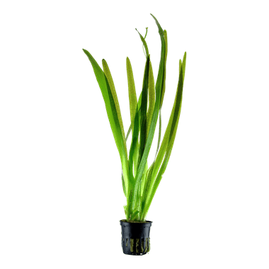 Vallisneria 'Gigantea' - AquaLine Potted