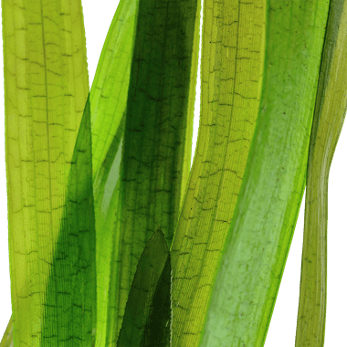 Vallisneria 'Gigantea' - AquaLine Potted