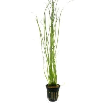 Vallisneria nana - potted