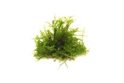 Vesicularia ferriei 'Weeping Moss' - Dennerle In-Vitro