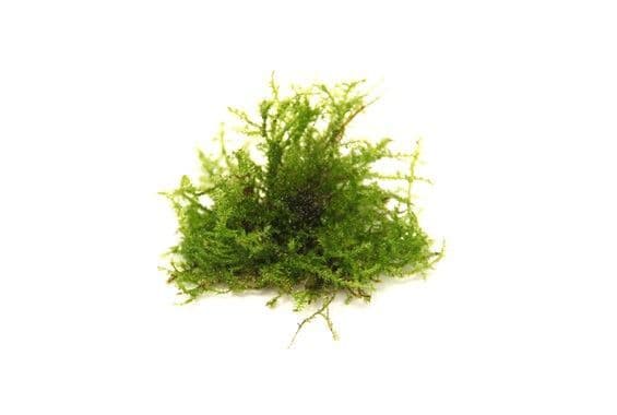 Vesicularia ferriei ‘Weeping Moss’ – Dennerle In-Vitro