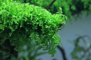 Vesicularia ferriei 'Weeping Moss' - Dennerle In-Vitro