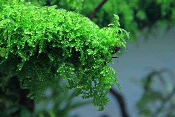 Vesicularia ferriei ‘Weeping Moss’ – Dennerle In-Vitro