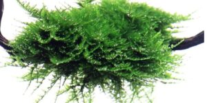 Vesicularia montageni 'Christmas' - Portion