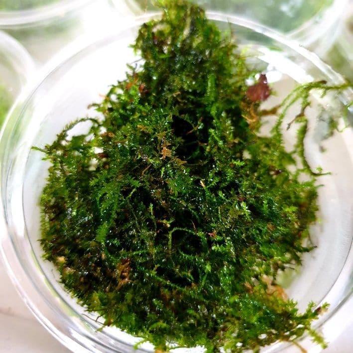 Vesicularia sp. ‘Mini Christmas Moss’ – Portion